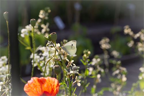 Botanischer Garten Salzburg