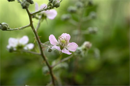 Pflanze im Botanischer Garten Salzburg