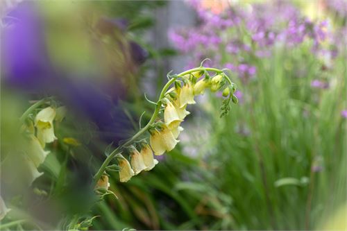 Pflanze im Botanischer Garten Salzburg