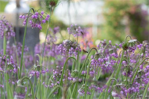 Pflanze im Botanischer Garten Salzburg