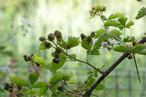 Pflanze im Botanischer Garten Salzburg