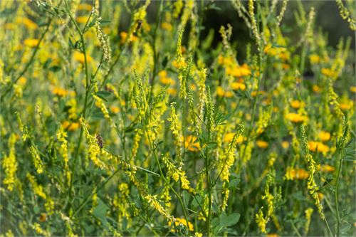 Pflanze im Botanischer Garten Salzburg