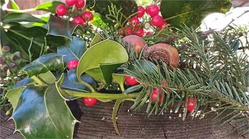 Zweige für den Adventkranz sammeln