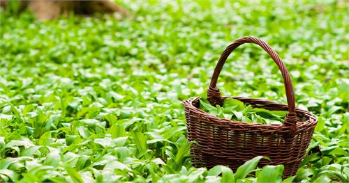 Bärlauch pflücken in Salzburg