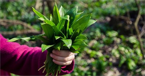 Bärlauch pflücken in Salzburg