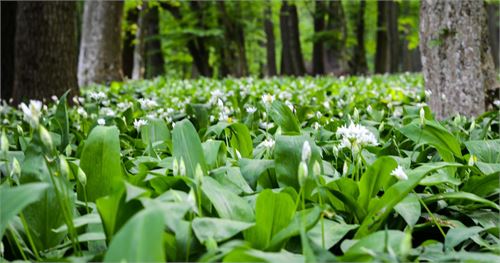 Bärlauch pflücken in Salzburg