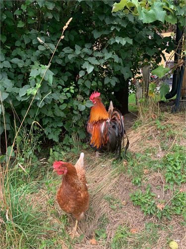 Hühner am Schartengut