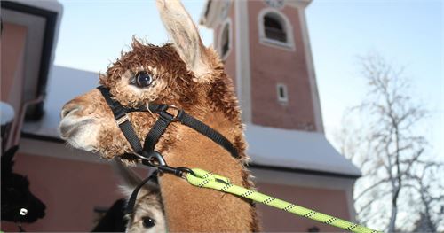 Alpkas am Adventmarkt St. Jakob
