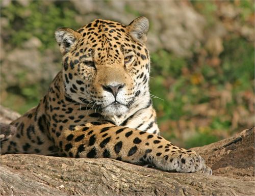 Leopard im Zoo