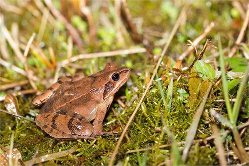 Braunfrosch in Puch Urstein