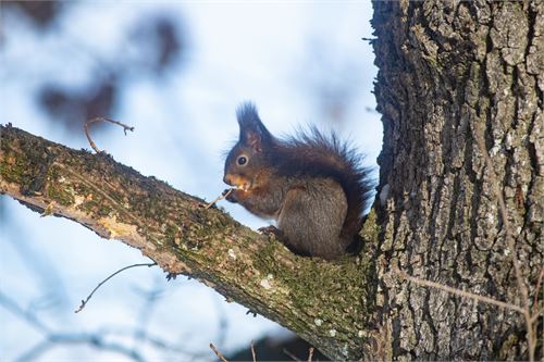 Eichhörnchen am Baum