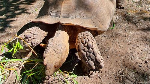 Schildkröte Zoo Salzburg