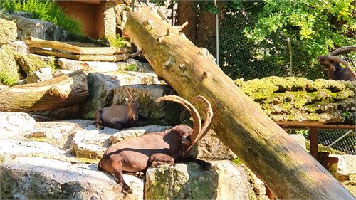 Steinbock Zoo Salzburg