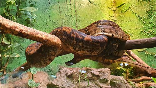 Schlange im Zoo Salzburg