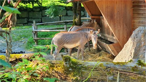 Zebra im Zoo Salzburg