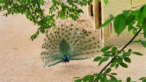 Pfau im Zoo Salzburg