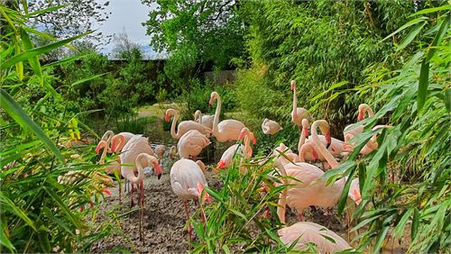 Flamingos im Zoo Salzburg