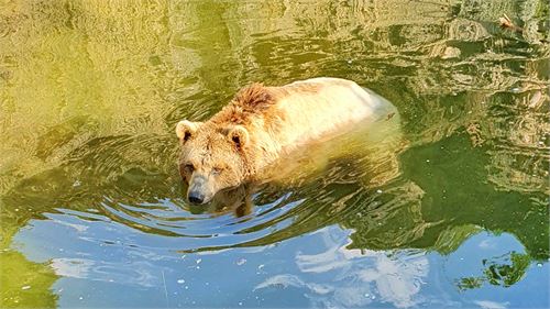 Bär im Zoo Salzburg