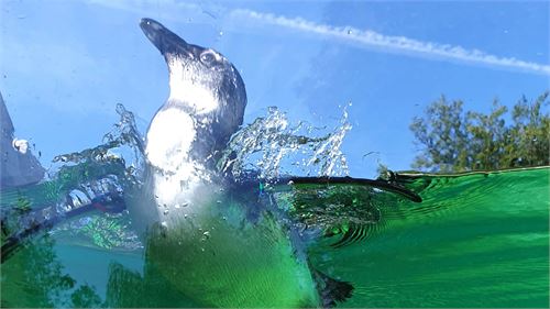 Schwimmender Brillenpinguine im Salzburger Zoo 