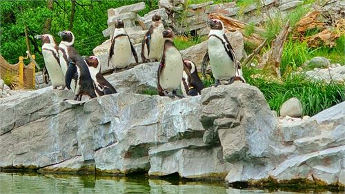 Brillenpinguine im Salzburger Zoo 