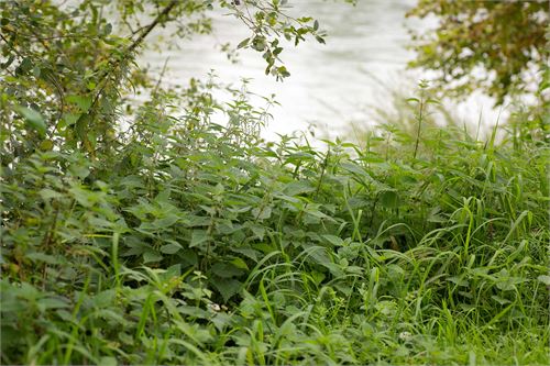 Brennnessel an der Salzach in Puch 