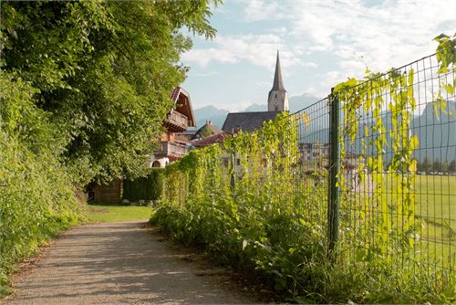 Pfarrkirche Puch - Brennnessel sammeln