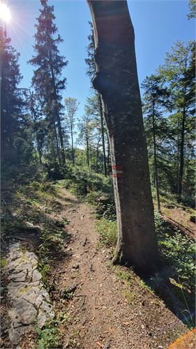 Wanderweg von der Fageralm zur Erentrudisalm