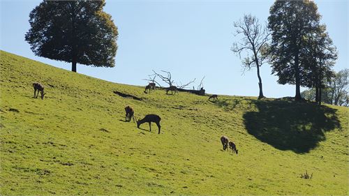 Wildgehege bei der Erentrudisalm Elsbethen