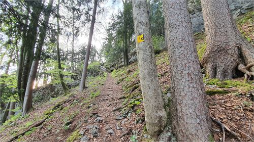 Wanderweg von Stein an der Wand nach Hochstadl