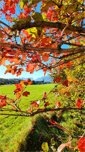 Herbstzeit in Puch - Panoramablick