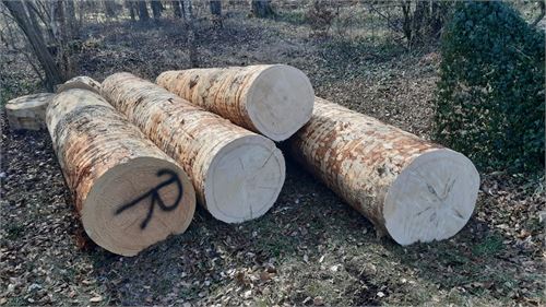 Weymouthskiefer-Holzstamm für Rettei-Masken