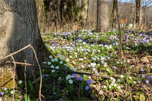 Frühling in der Pucher Au