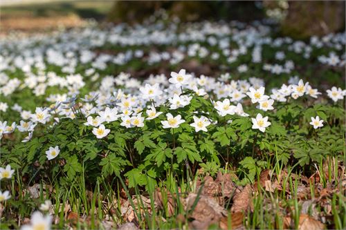 Frühling in der Pucher Au