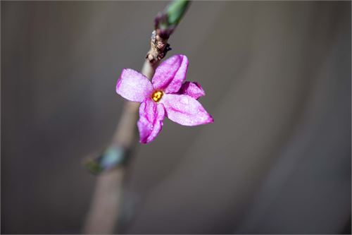 Frühling in der Pucher Au