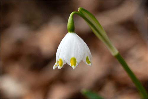 Frühling in der Pucher Au