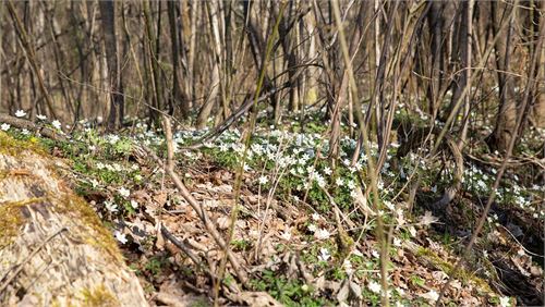 Frühling in der Pucher Au