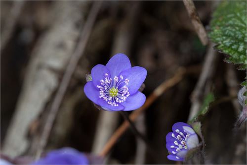 Frühling in der Pucher Au