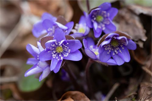 Frühling in der Pucher Au