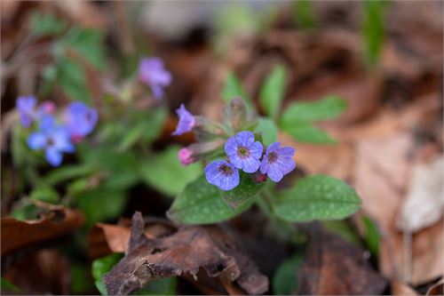 Frühling in der Pucher Au