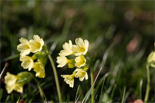 Frühling in der Pucher Au