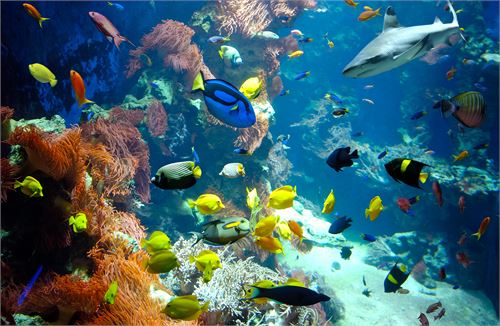 Aquarium im Haus der Natur in Salzburg | ©Haus der Natur in Salzburg